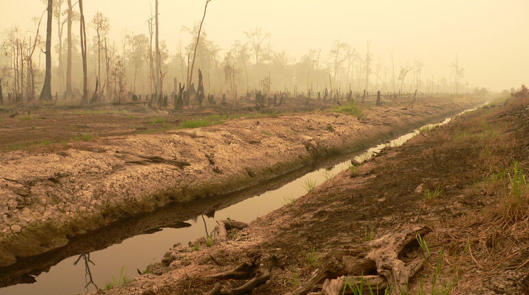 Peat bog forest cleared for the million-hectare rice project in central Kalimantan