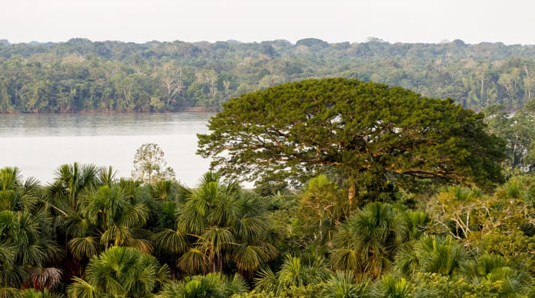 Forest and river in Yasuní National Park