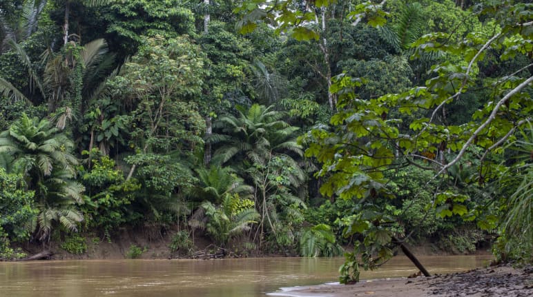 River bank in the rainforest of Yasuní National Park