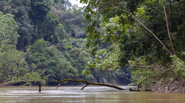 View of a river surrounded by forest, Yasuní National Park