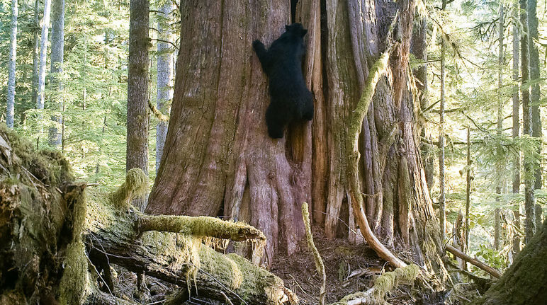 A black bear climbing a tree, Vancouver Island, British Columbia, Canada