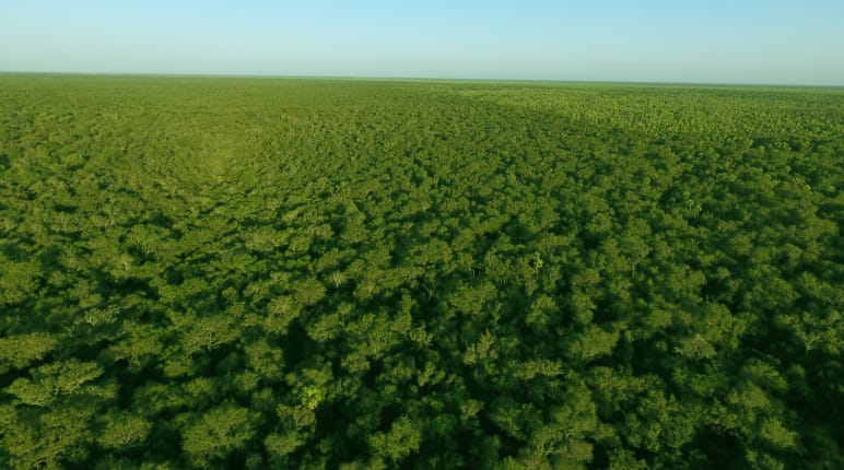 Aerial view of intact Chaco forest in Paraguay