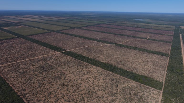 Aerial view of huge rectangular clearings in the Chaco forest