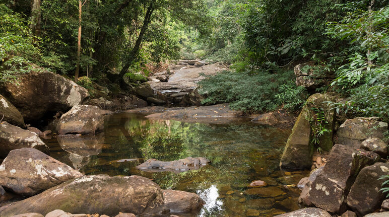 Boulder-lined watercourse surrounded by tropical forest