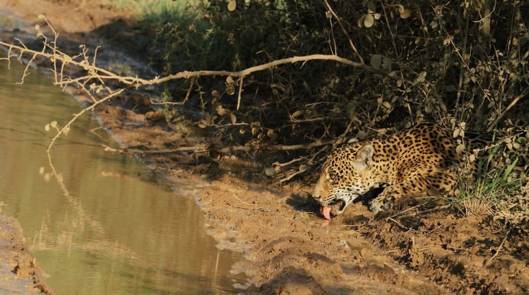 A jaguar drinking from a stream