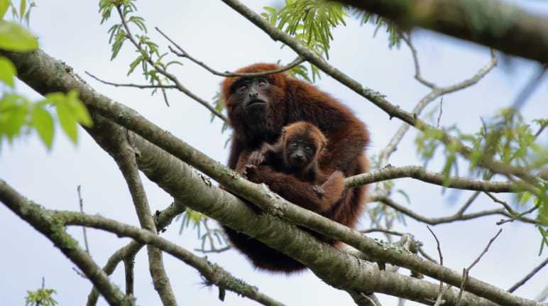 Southern howler monkey mother and juvenile in a tree