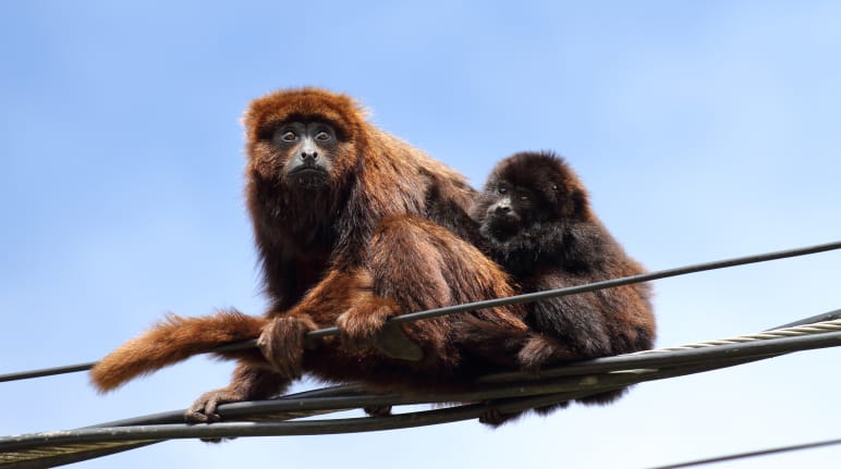 Southern brown howler monkey mother and juvenile sitting on a power line