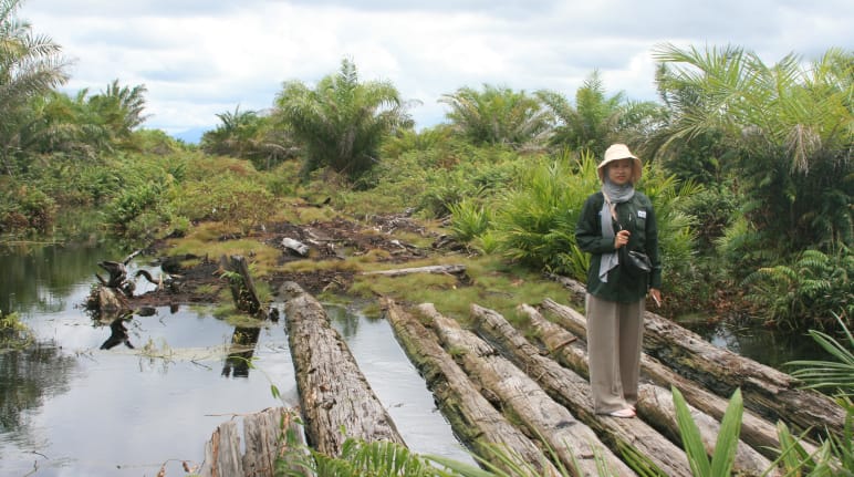 An AWF staff member stands on logs in the peat bog. Oil palms can be seen on either side.