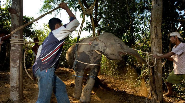 "Trainers" beating an elephant calf