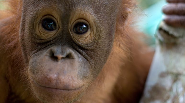 Orangutan portrait