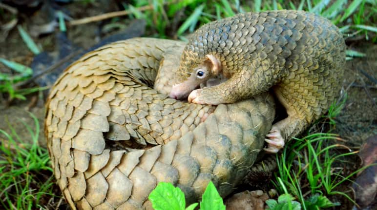A young pangolin together with his mother, who is curled up