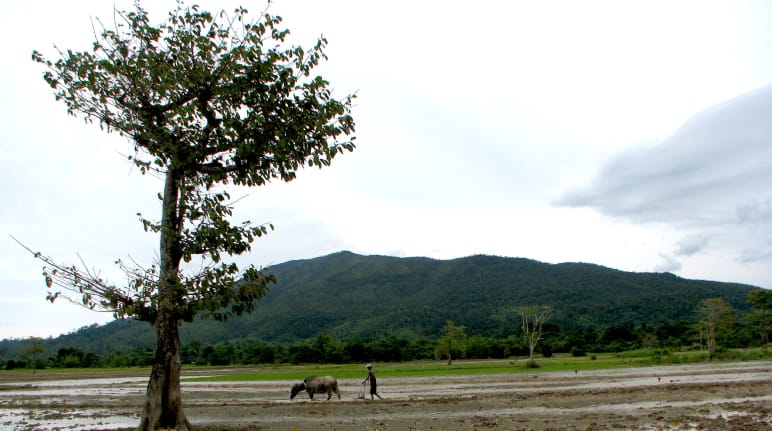 A farmer works an irrigated area with a cattle, in the background a mountain ridge