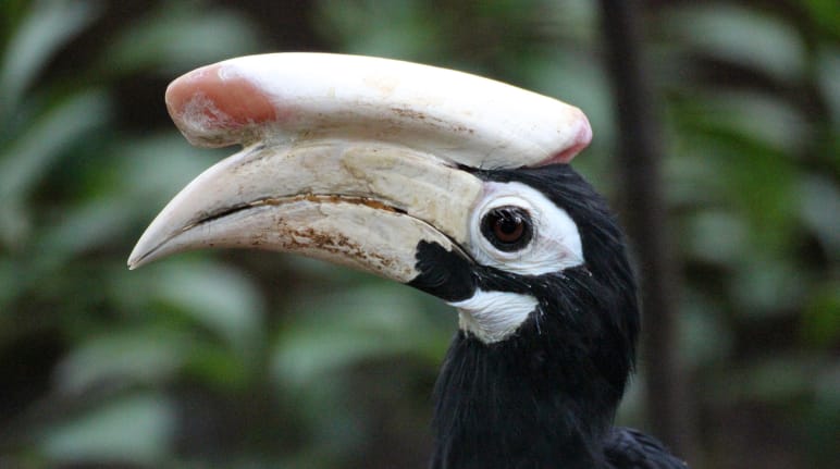 Profile view of a black hornbill. An equally large horn lies on the matt white beak. The eyes are outlined in white
