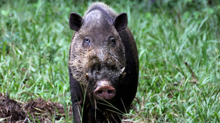 Frontal view of a black pig