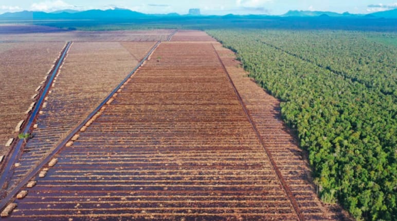 Left: clearing for paper industry; right: rainforest