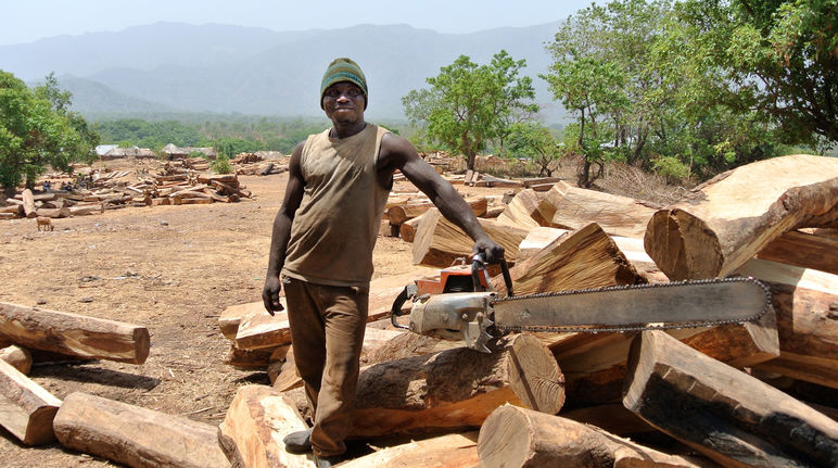 Logger with chainsaw and rosewood logs in Nigeria
