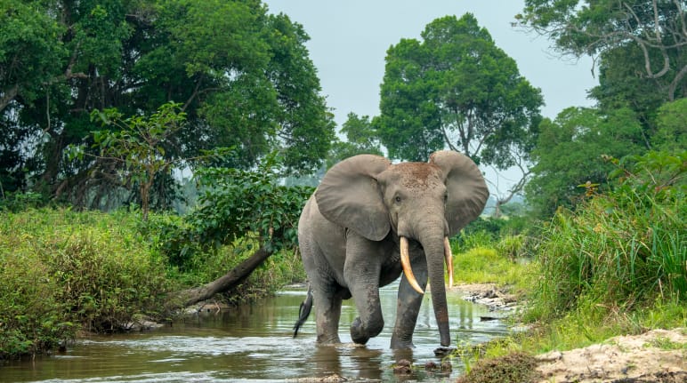 Forest elephant in Africa