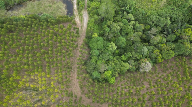 Aerial view of TPL eucalyptus plantations encroaching on rainforest