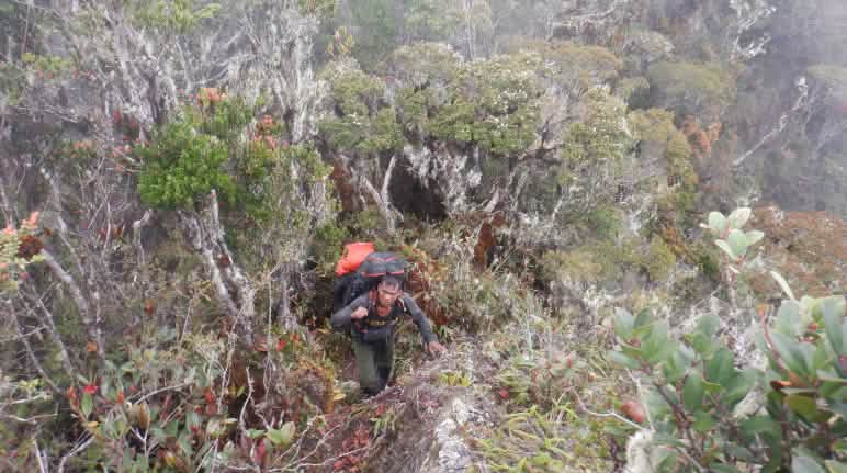 The ranger teams’ patrol route leads from the swamps, through the rainforest, to rugged mountain regions A ranger with a backpack in rugged terrain