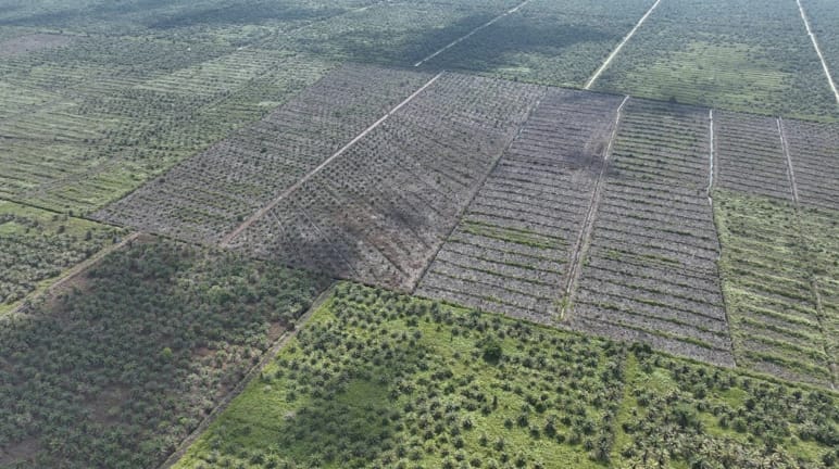 Aerial photo of new plantations