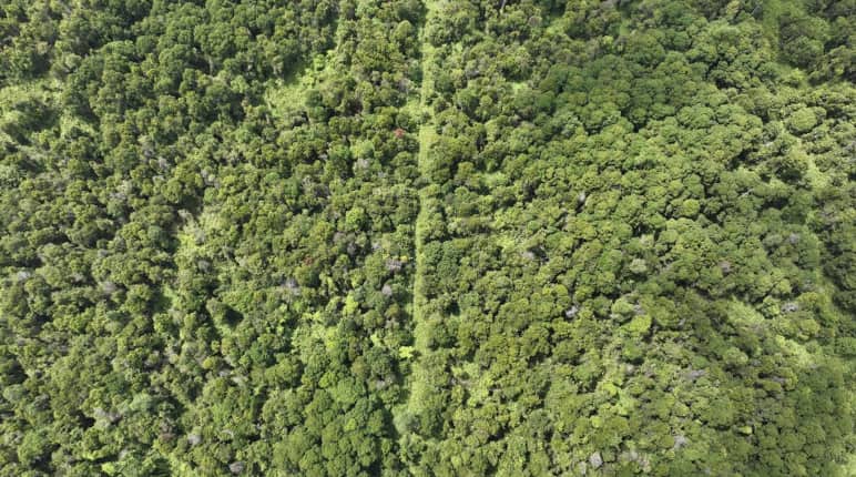 Aerial photo of peat swamp forest