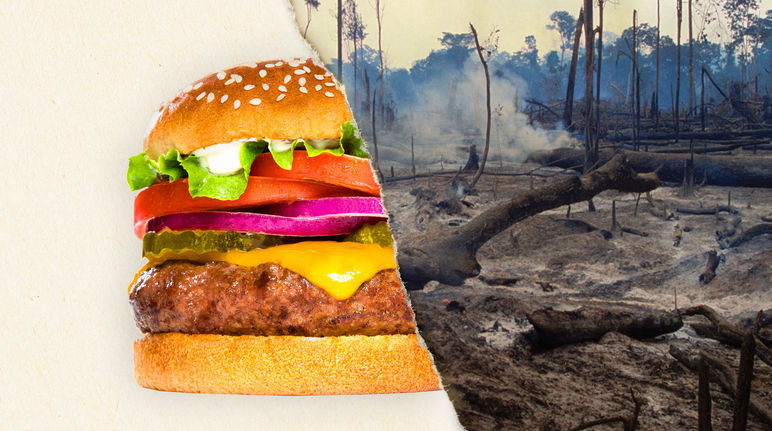 A two-part image – on the left a burger, on the right a clear-cut rainforest