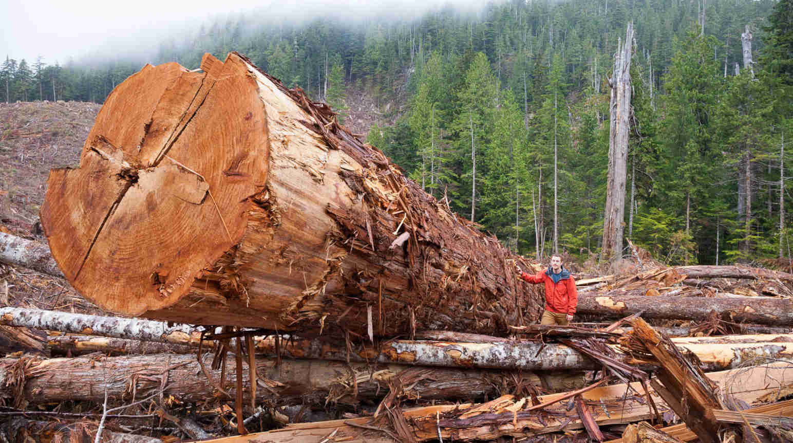 Stop Felling Canada S Centuries Old Forest Giants For Lumber   Edinburgh Mt Logging Teal Jones 2016 