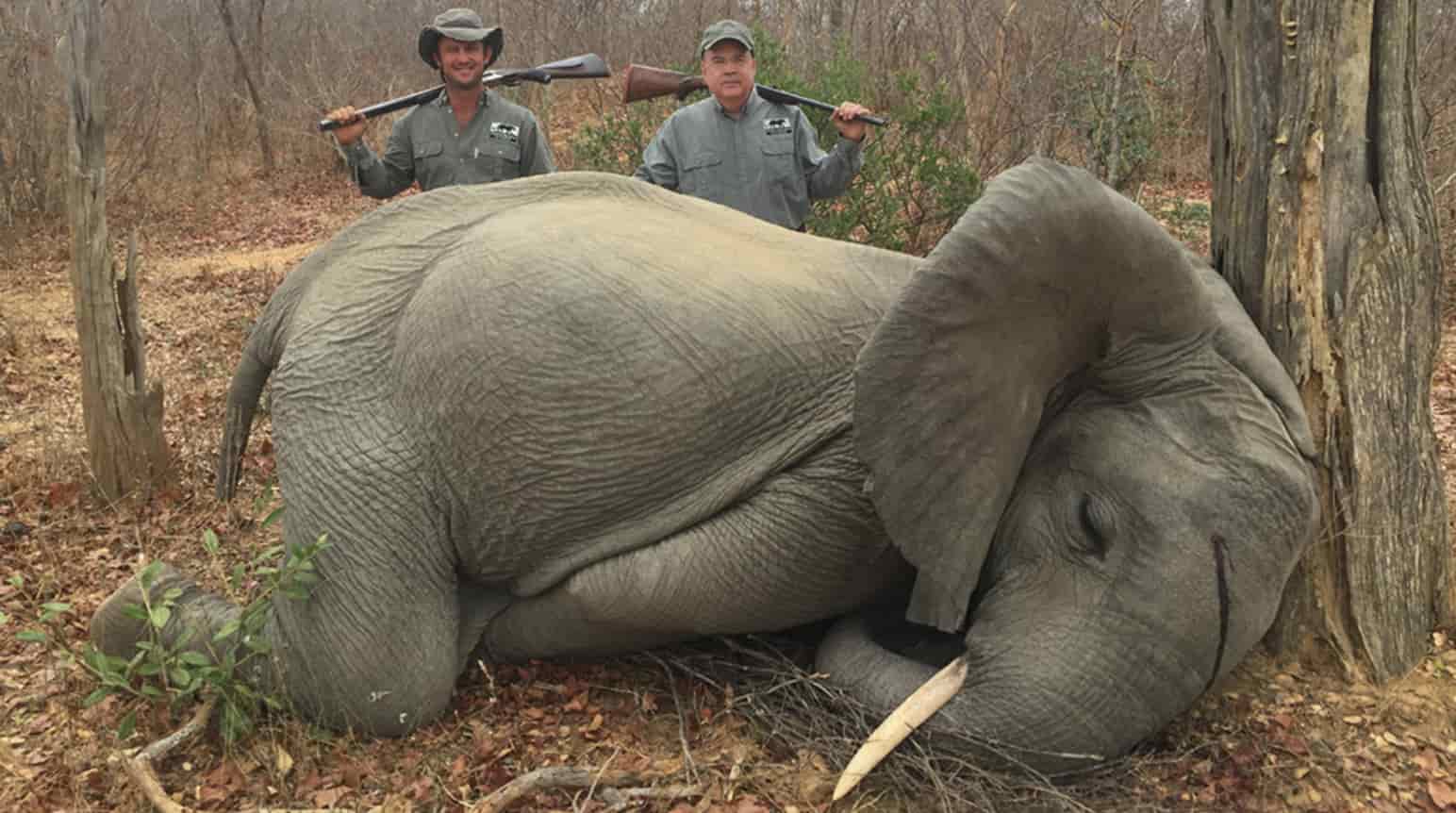 Botswana: reinstate the ban on elephant hunting! - Rainforest Rescue