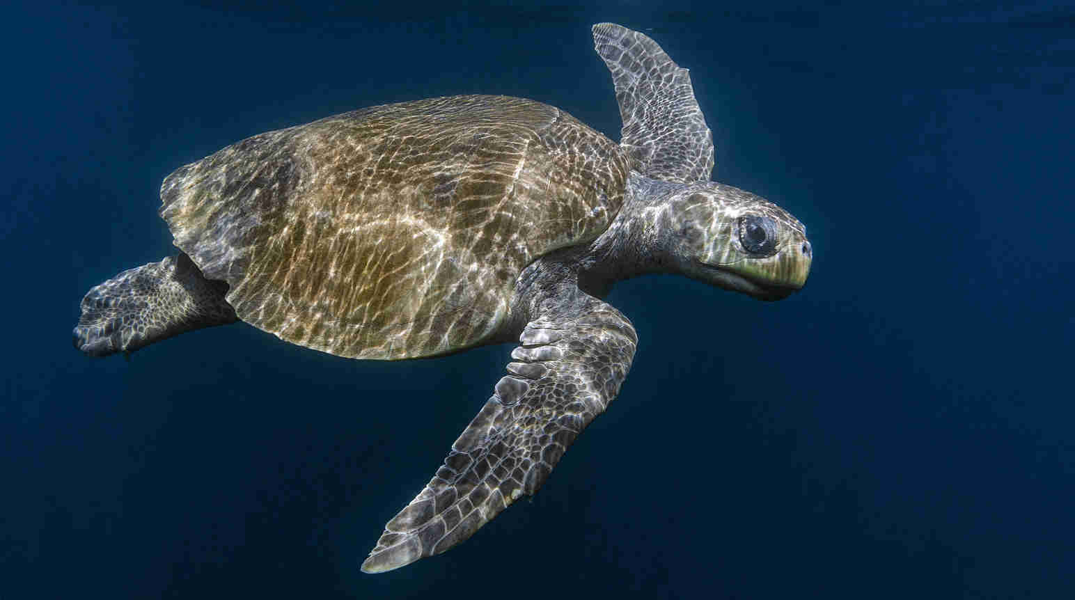 Save Malaysia's sea turtles! - Rainforest Rescue