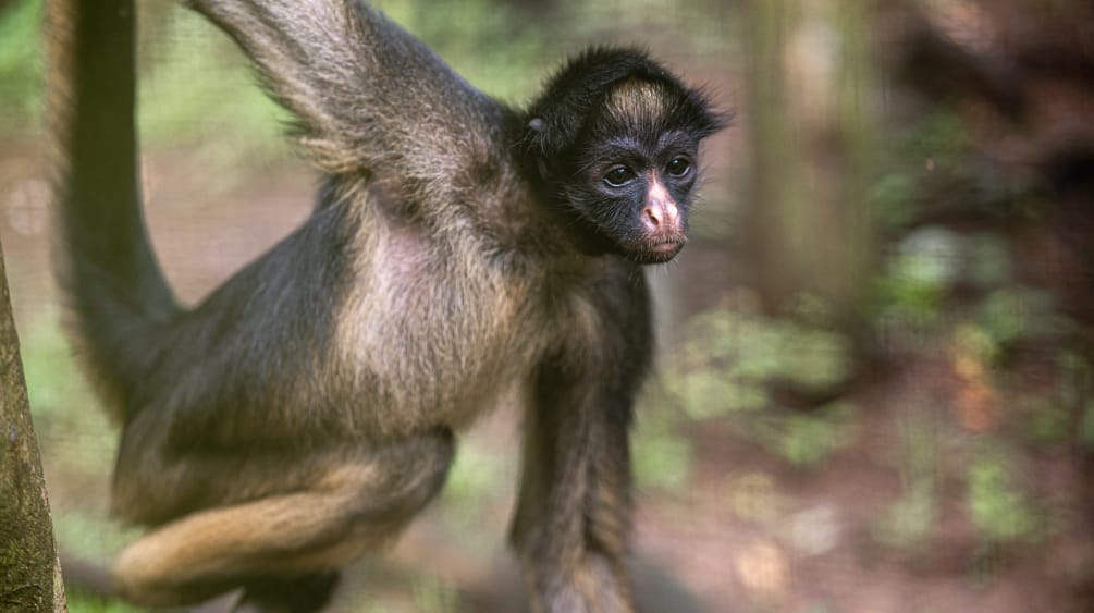 A white-bellied spider monkey on a tree