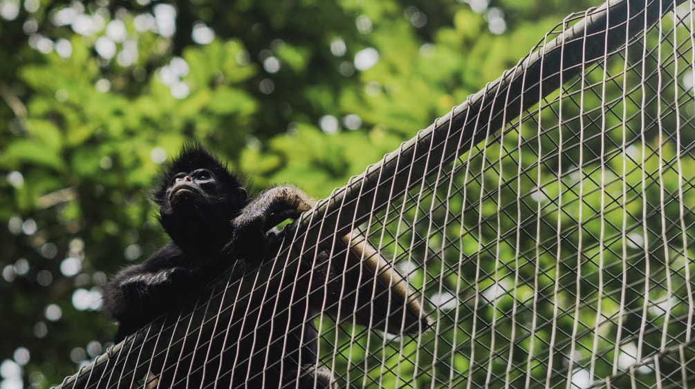 A white-bellied spider monkey resting on the wire mesh of an enclosure in the rainforest and looking out into the surrounding area