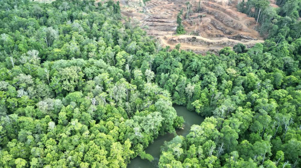 Aerial view of rainforest with a river and clear-cut area