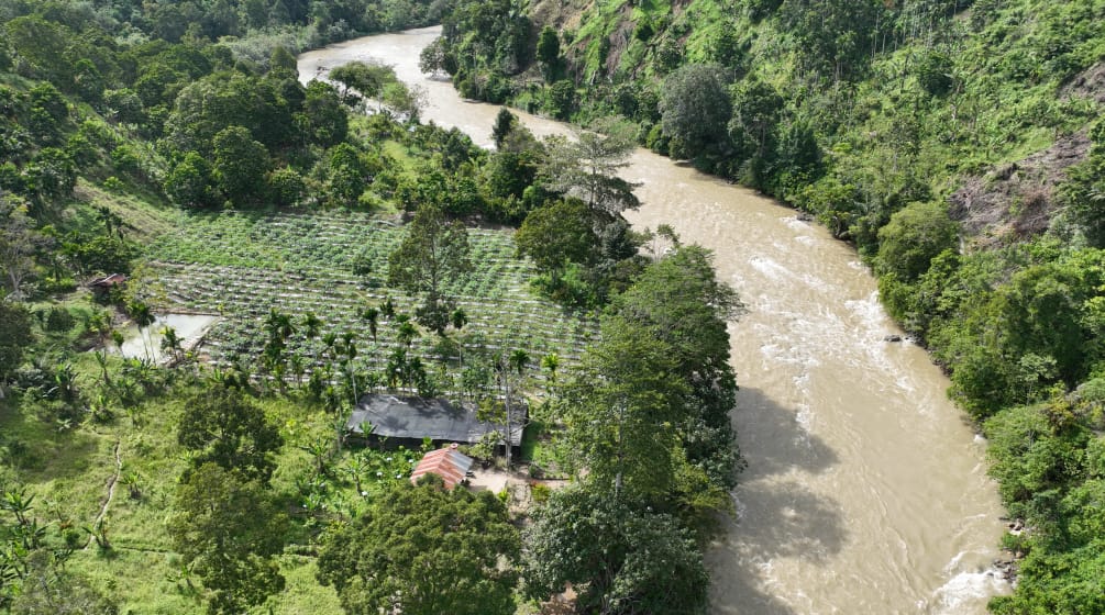 A drone photo showing a tree nursery and forest by the river