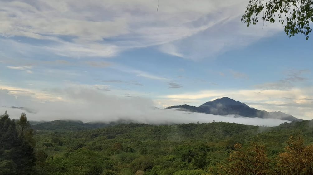 View over rainforest to a distant mountain