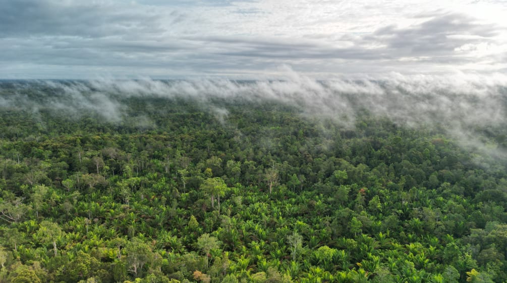 Clouds and mist over the jungle of Boven Digoel, Papua, Indonesia