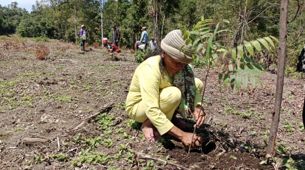 Crouching woman planting a tree