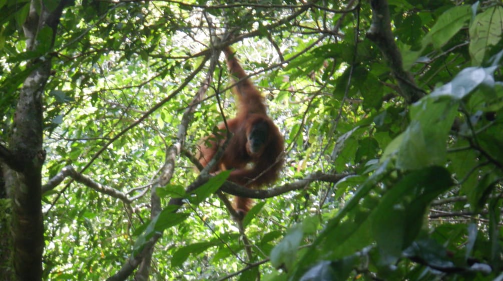 An orangutan in a tree