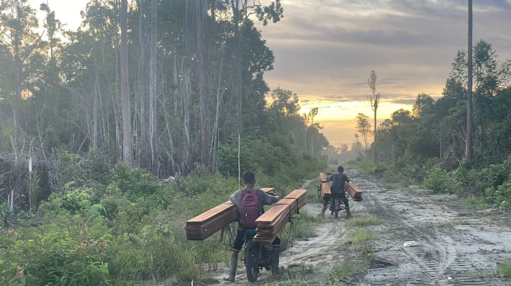 Two men on mopeds transporting sawn timber on a wide forest trail