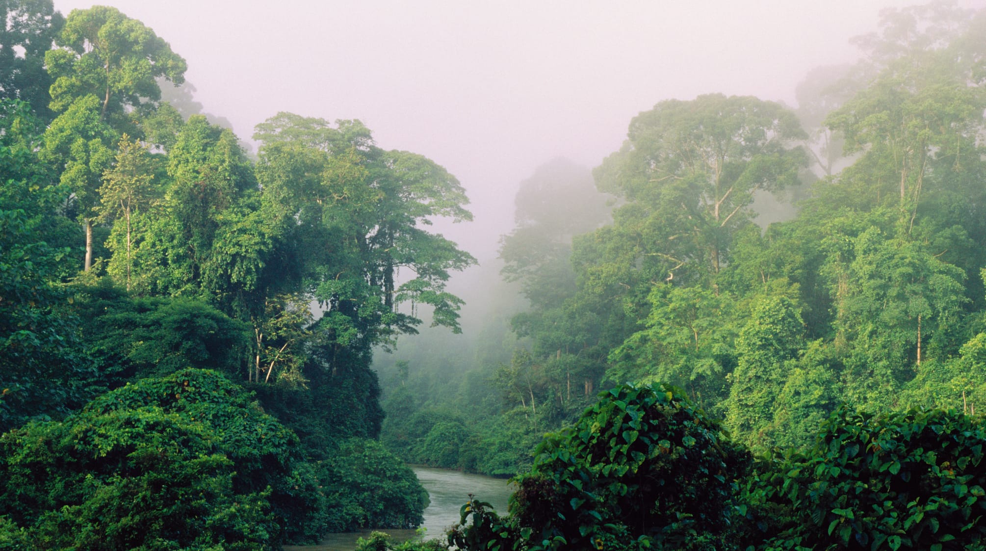 More than expected: 73,300 tree species on Earth - Rainforest Rescue