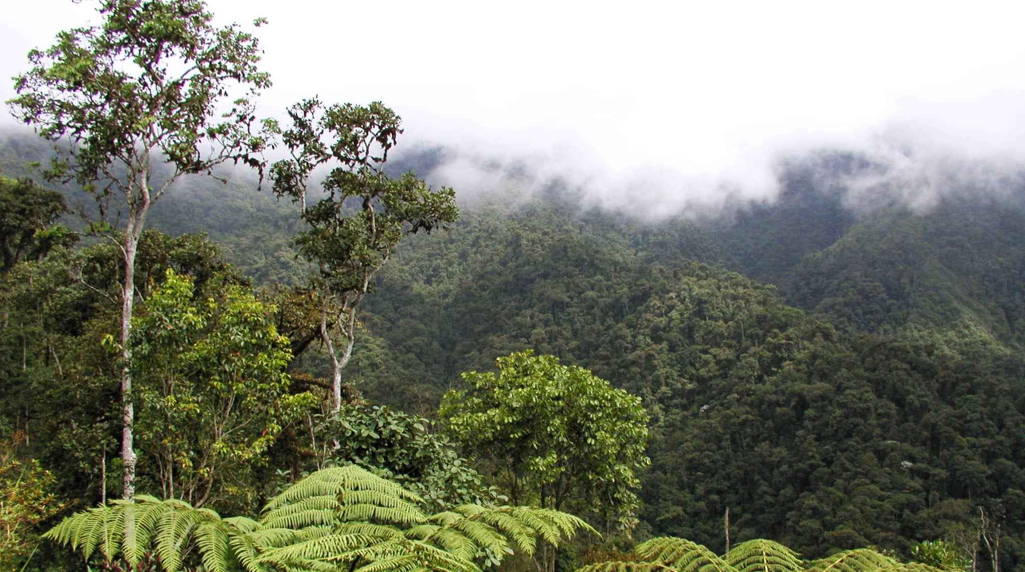 Ecuador: Local people triumph over copper mine - Rainforest Rescue