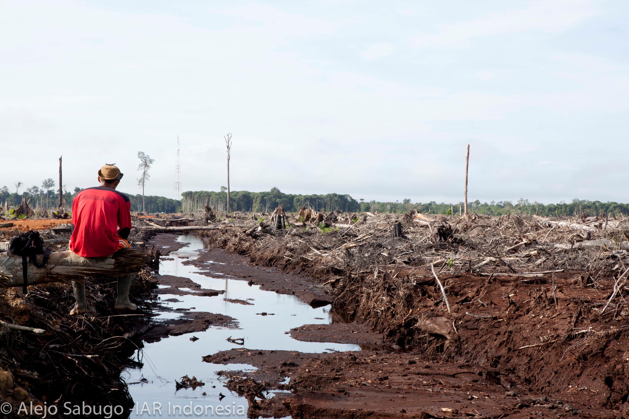  Palm  oil  deforestation for everyday products 