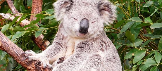 What have prisoners and koalas got in common? - Rainforestation Nature Park