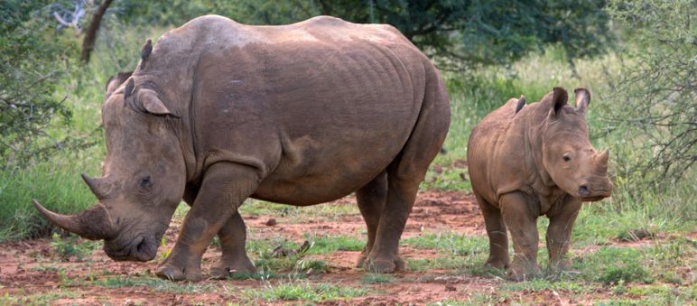 Poachers threaten the survival of Africa’s rhinos A young rhino and an adult standing in the savannah