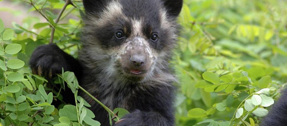 The spectacled bears of the cloud forest stand to lose their habitat. Cloud forest and spectacled bear