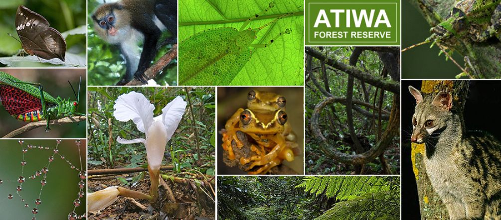 Atiwa is home to significant populations of many rare animals and plants. Photos: Piotr Naskrecki Different species in Atiwa