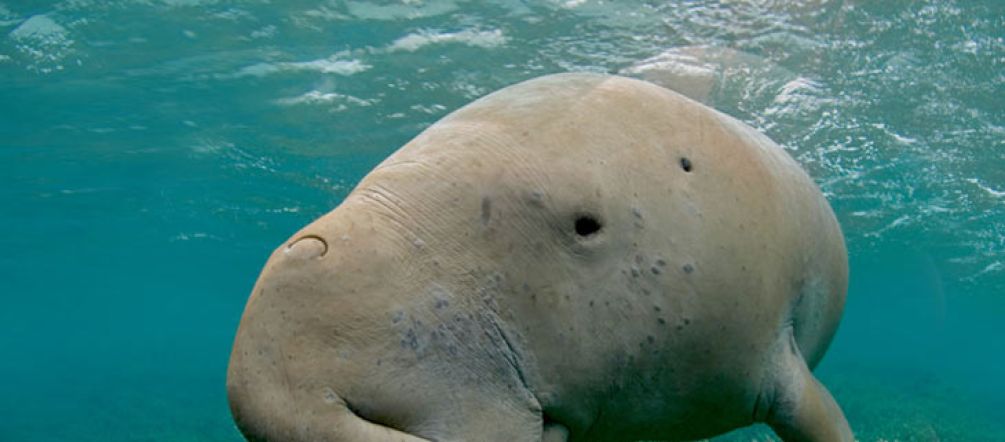 Its life is at stake: the dugong. Dugong swimming in tropical water