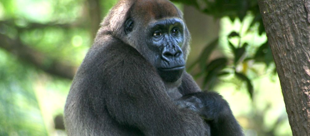Cross River gorillas face extinction if their habitat dwindles further. A Cross River gorilla
