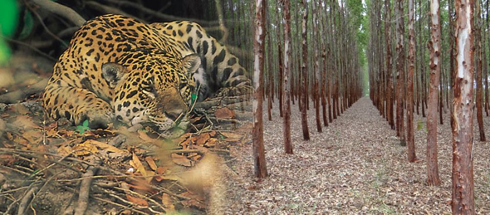 An inhospitable space for humans and animals: wood plantations are green deserts (photo: A. Hofer / I. Gonçalves de Souza)