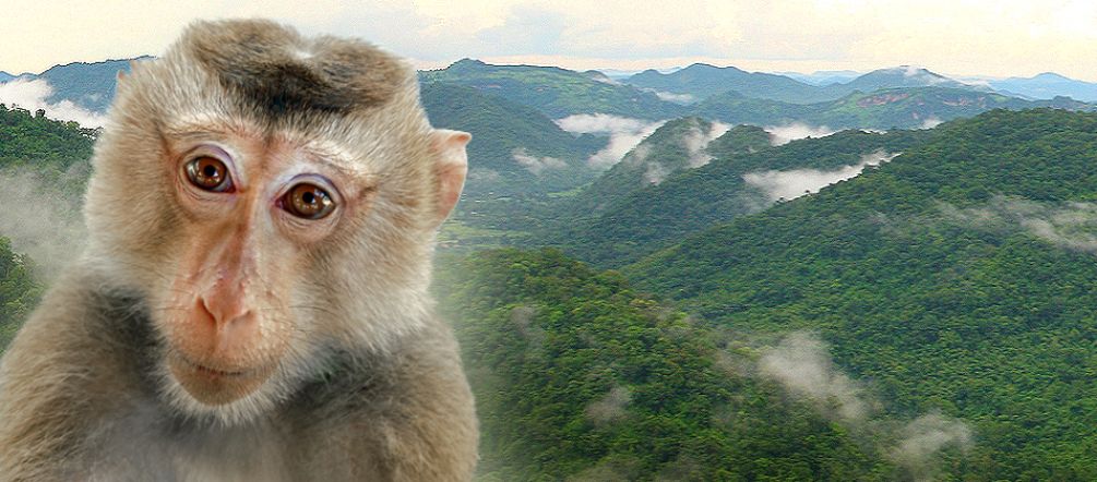 Thailand is endangering wildlife in the World Heritage Site by expanding Highway 304 (Montage: Flickr/whitecat sg (CC BY-NC 2.0), Amax1 (public domain) Portrait of a monkey with forested hills in the background