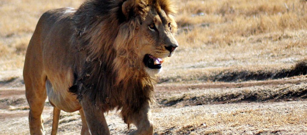 Hunters kill lions for “sport”, keeping their heads and skins as macabre trophies.